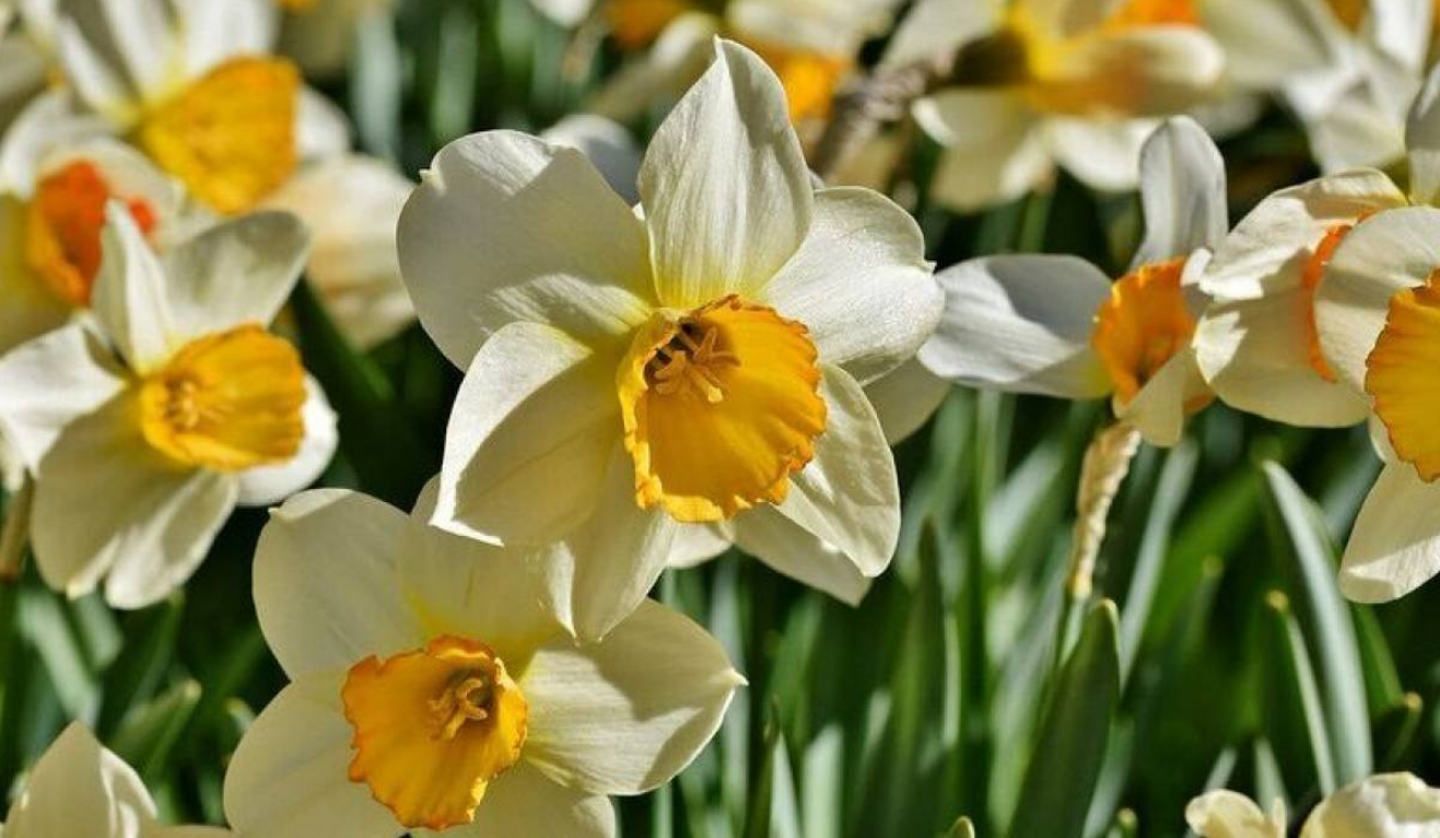 NERGİS ÇİÇEĞİ FESTİVALİ EGE TURU